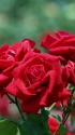 深紅の薔薇