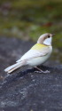 白いシジュウカラ81