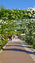 山下公園 バラのアーチ