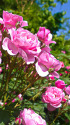 イングリッシュガーデンの薔薇