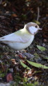 白いシジュウカラ82