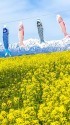 アルプス展望広場夢の駅 菜の花