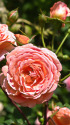 薔薇