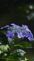 池辺に咲く紫陽花