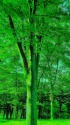 武蔵野の森