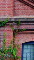 赤レンガに這う蔦