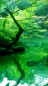緑の池