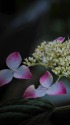 額紫陽花