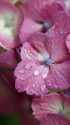 紫陽花