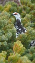 東天井岳手前の雄雷鳥