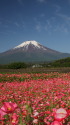 富士山&ポピー