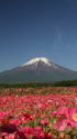 ポピーに富士山