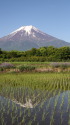 田んぼに映る富士山