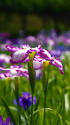 花菖蒲