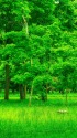 新緑の武蔵野公園