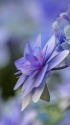 紫陽花