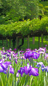 深緑と花菖蒲