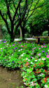 花咲く公園
