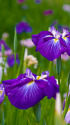 花菖蒲