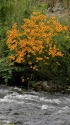 多摩川に咲く花