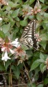 アベリアにアゲハチョウ