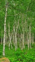 八千穂高原の白樺林