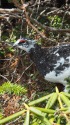 燕岳の雄雷鳥4