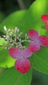 紫陽花「浜美人」