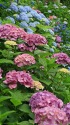 鎌倉 長谷寺の紫陽花