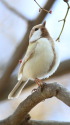 白いシジュウカラ102