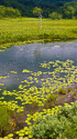 尾瀬 夏の池塘