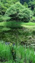 郡殿の池1