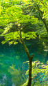 深緑の十二湖 沸壺の池