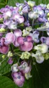 紫陽花