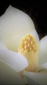 泰山木の花
