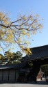 栴檀