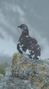 常念岳の雄雷鳥