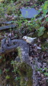 白いシジュウカラ111
