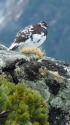 常念岳の雄雷鳥2