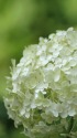 紫陽花アナベル