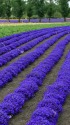 ルリチョウソウ