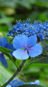 爽やかなブルーの紫陽花