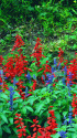 公園の花壇