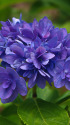 紫陽花