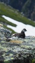 常念岳の雄雷鳥6