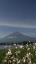 富士山に蝶の舞