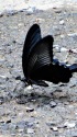 地面に降りたクロアゲハ
