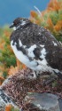 前常念の雄雷鳥9