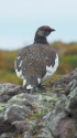 白馬乗鞍岳の雄雷鳥