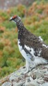 雷鳥坂の雄雷鳥2